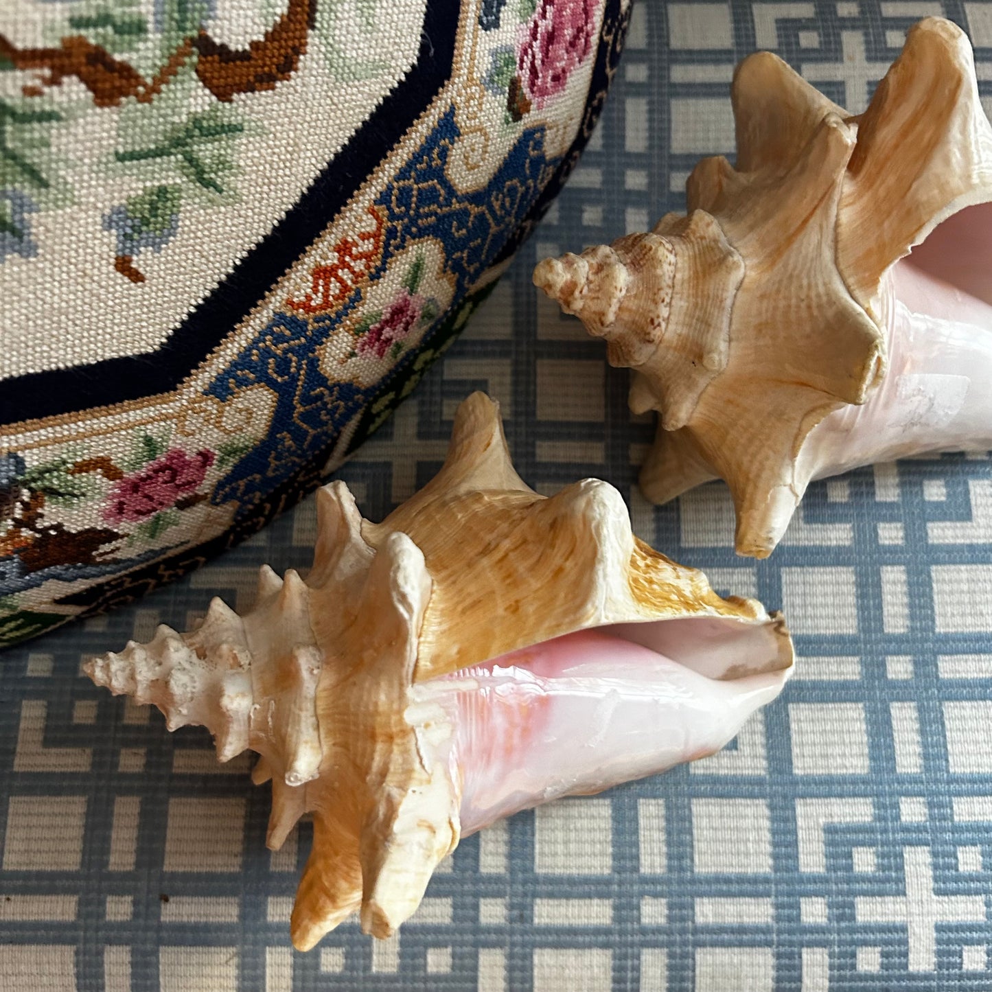 gorgeous coastal chic real sea shell conch decor. 2 Available