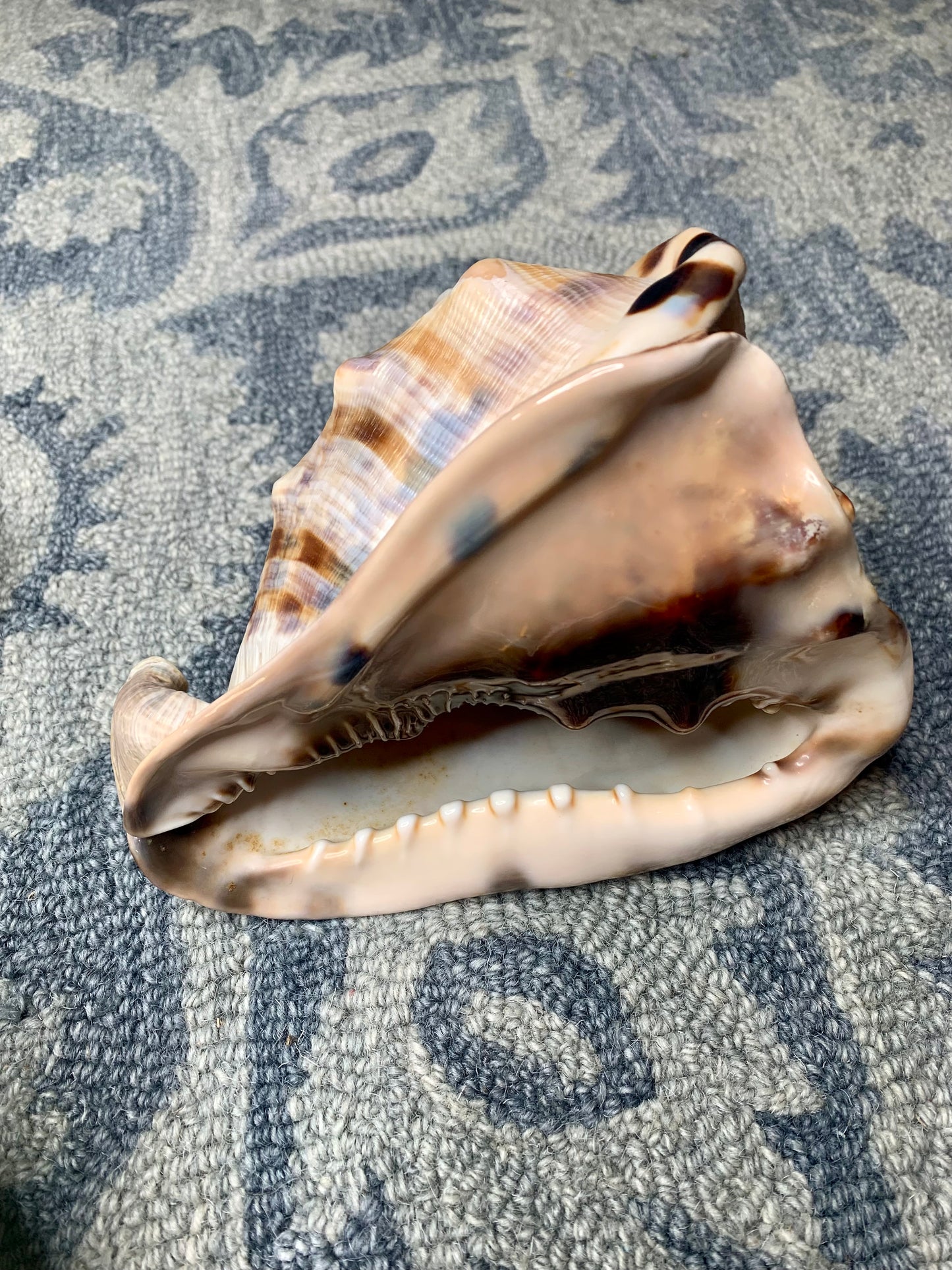 Large Horned Conch Shell