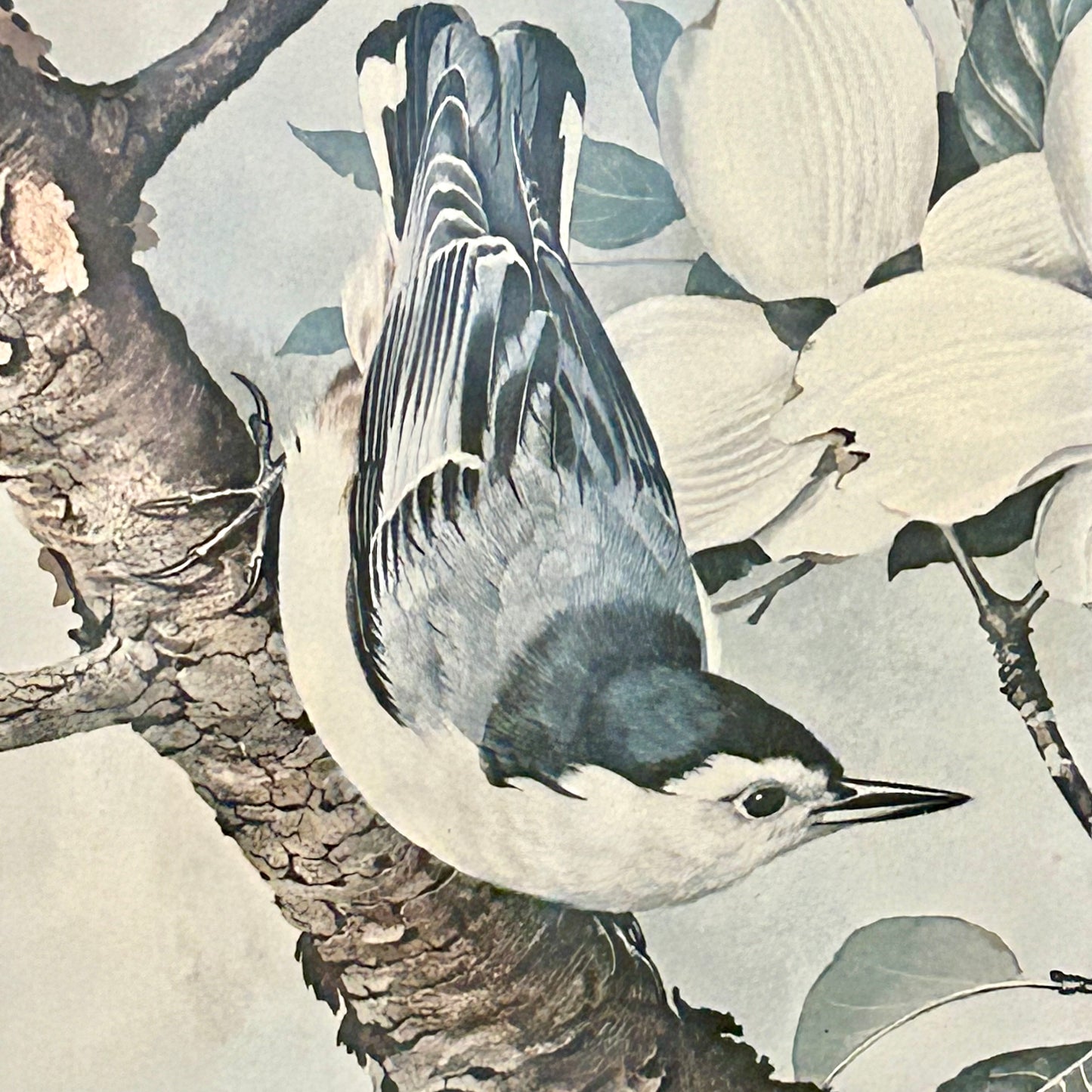 lovely vintage Audubon inspired bird and botanicals color print wall art by artist Basil