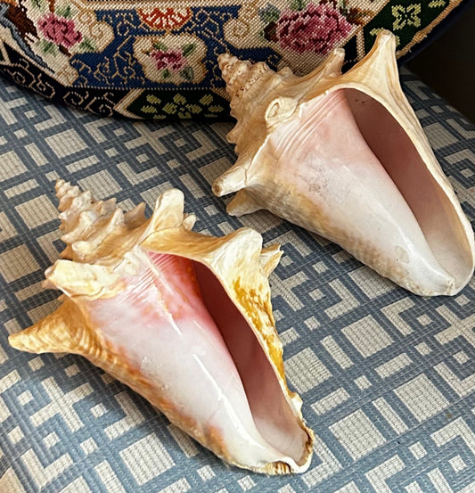 gorgeous coastal chic real sea shell conch decor. 2 Available