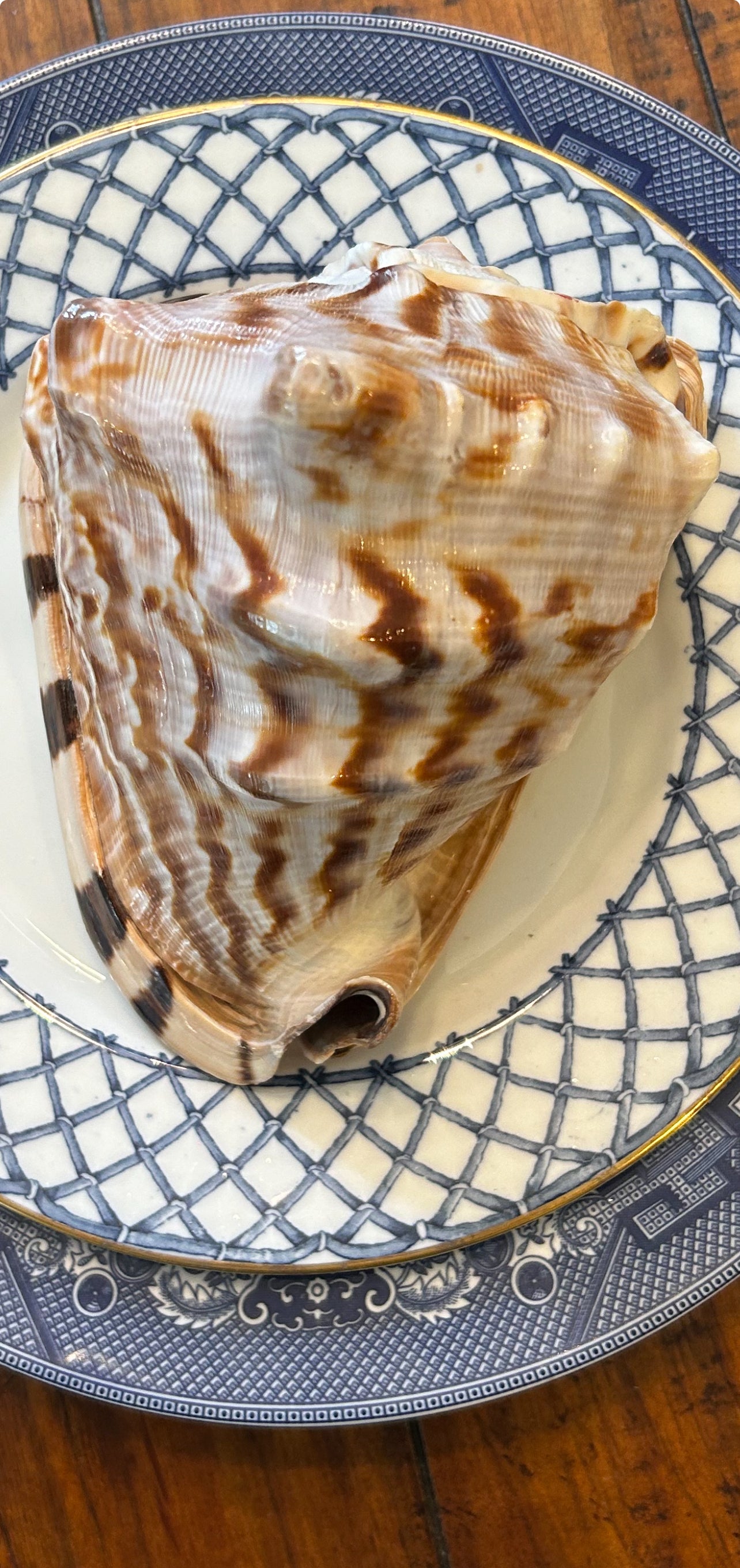 Huge horned conch coastal chic real sea shell decor.