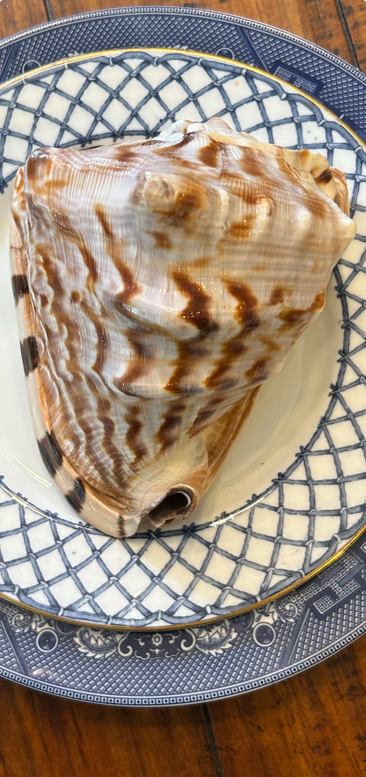 Huge horned conch coastal chic real sea shell decor.