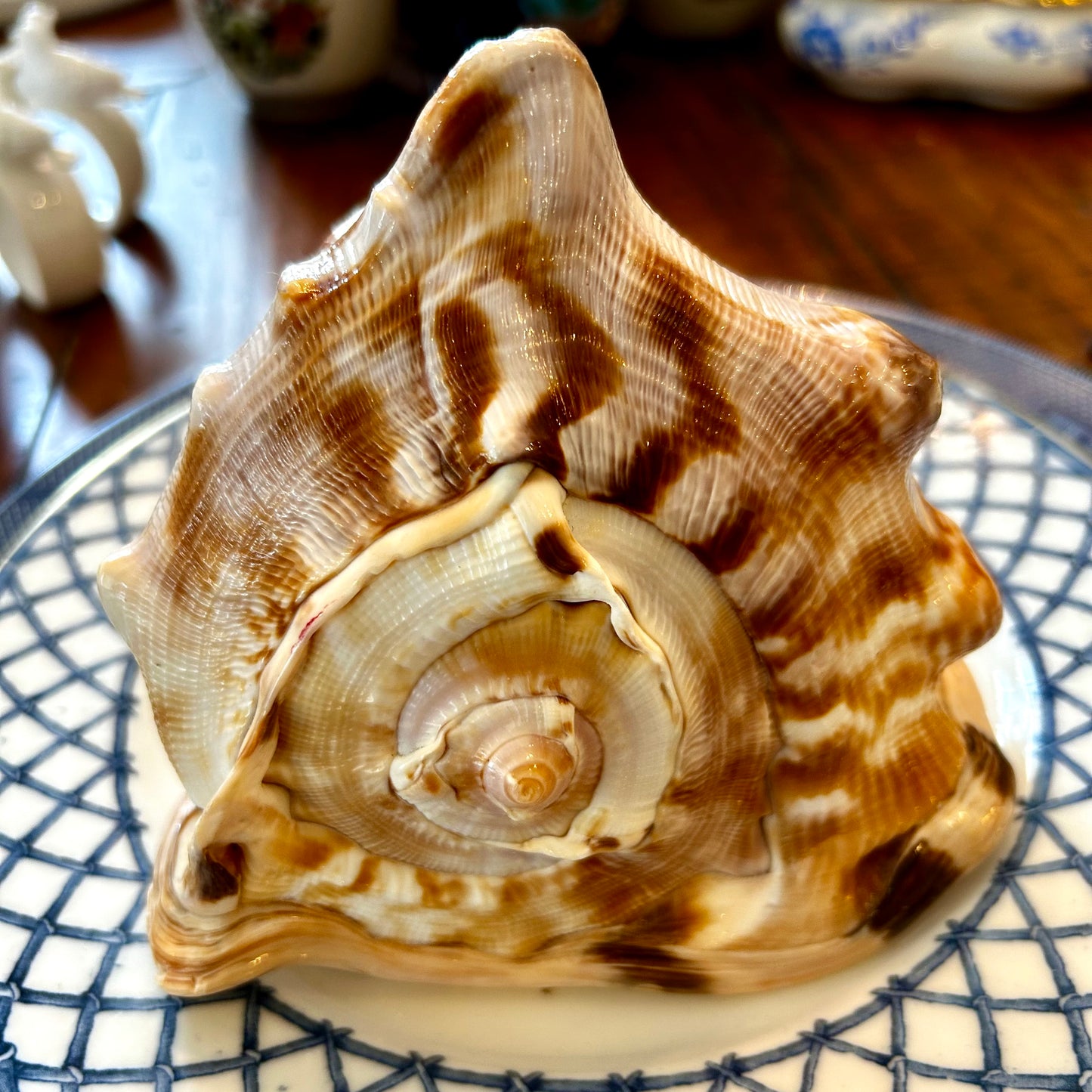 Huge horned conch coastal chic real sea shell decor.