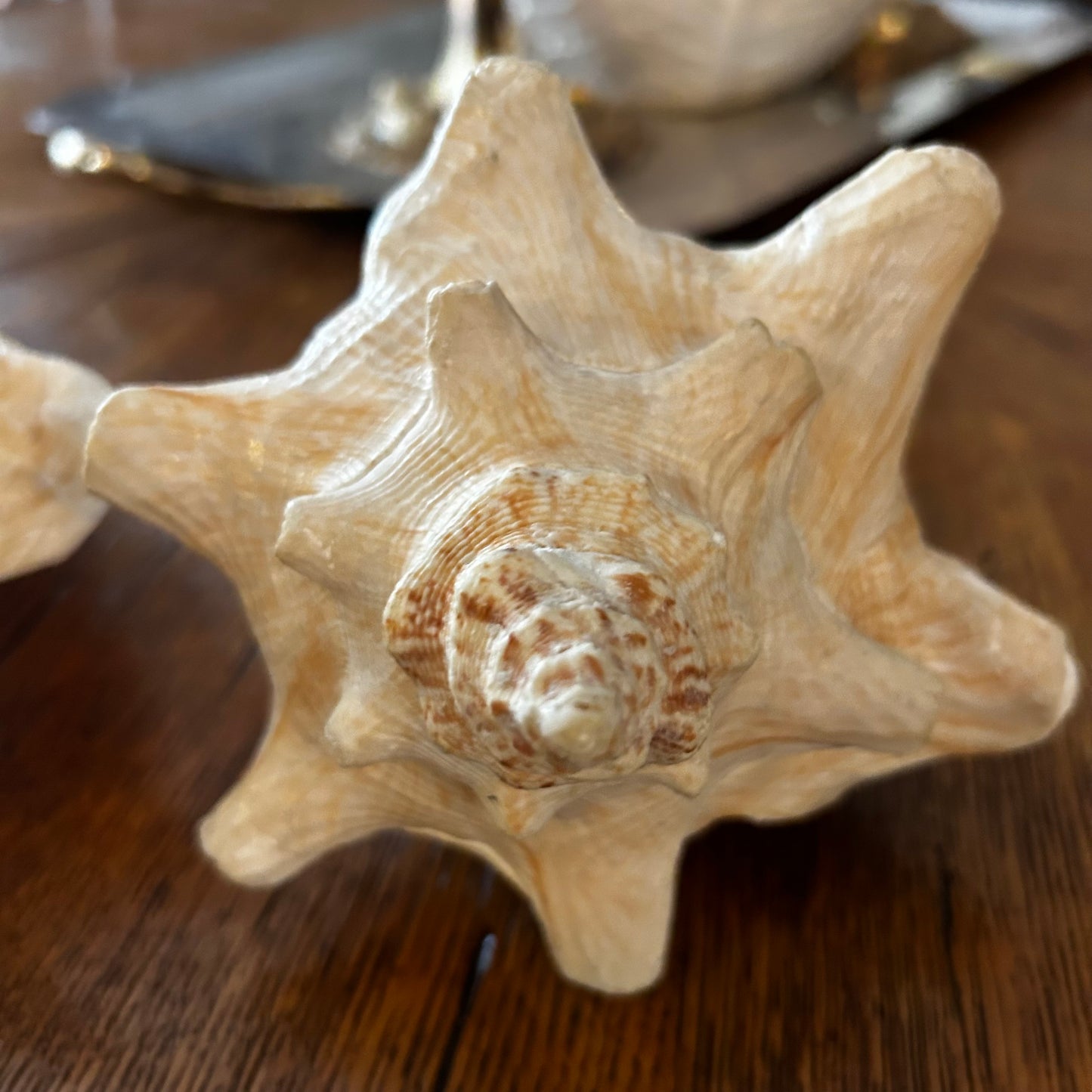 gorgeous coastal chic real sea shell conch decor. 2 Available