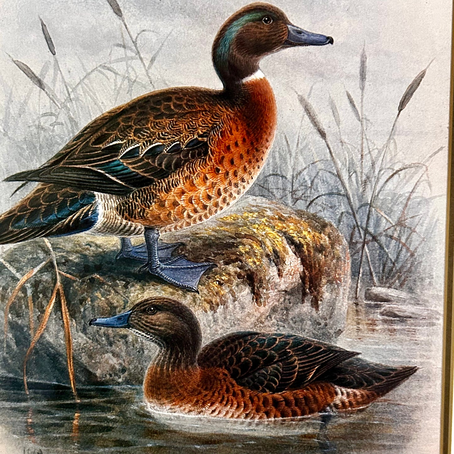 Handsome Pair of mallard ducks color lithography wall art  18 x 15