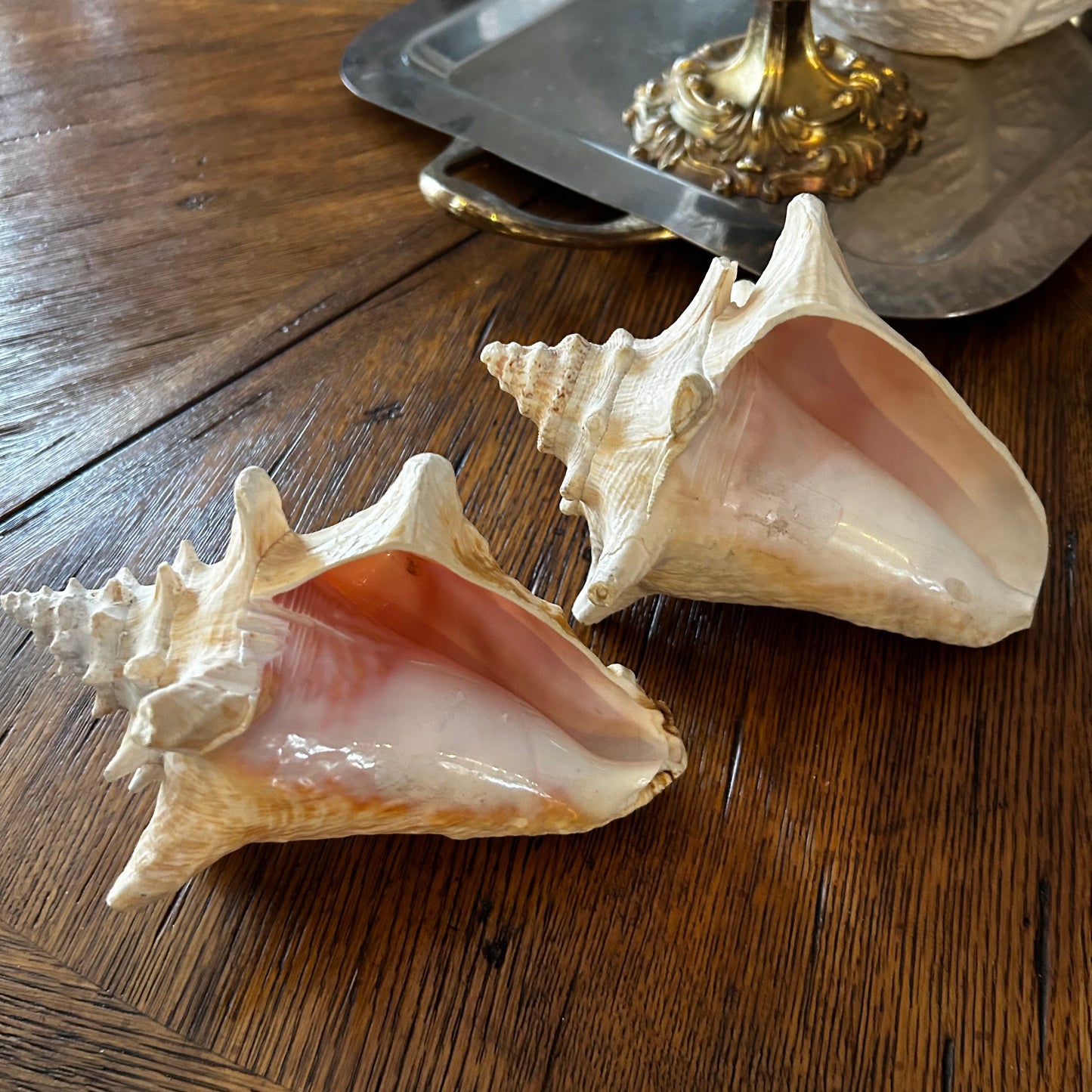 gorgeous coastal chic real sea shell conch decor. 2 Available