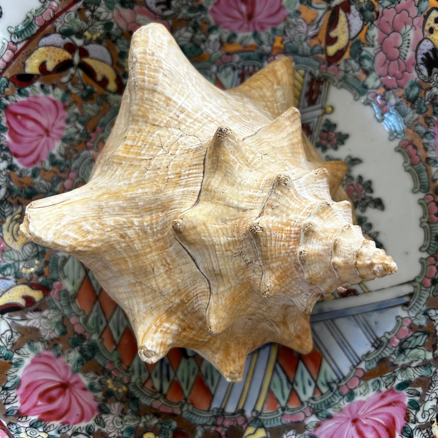 gorgeous coastal chic real sea  conch shell decor