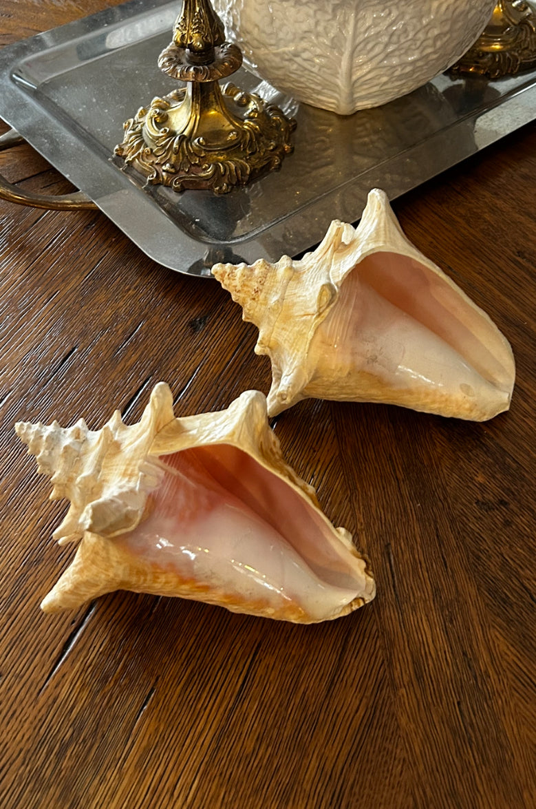 gorgeous coastal chic real sea shell conch decor. 2 Available