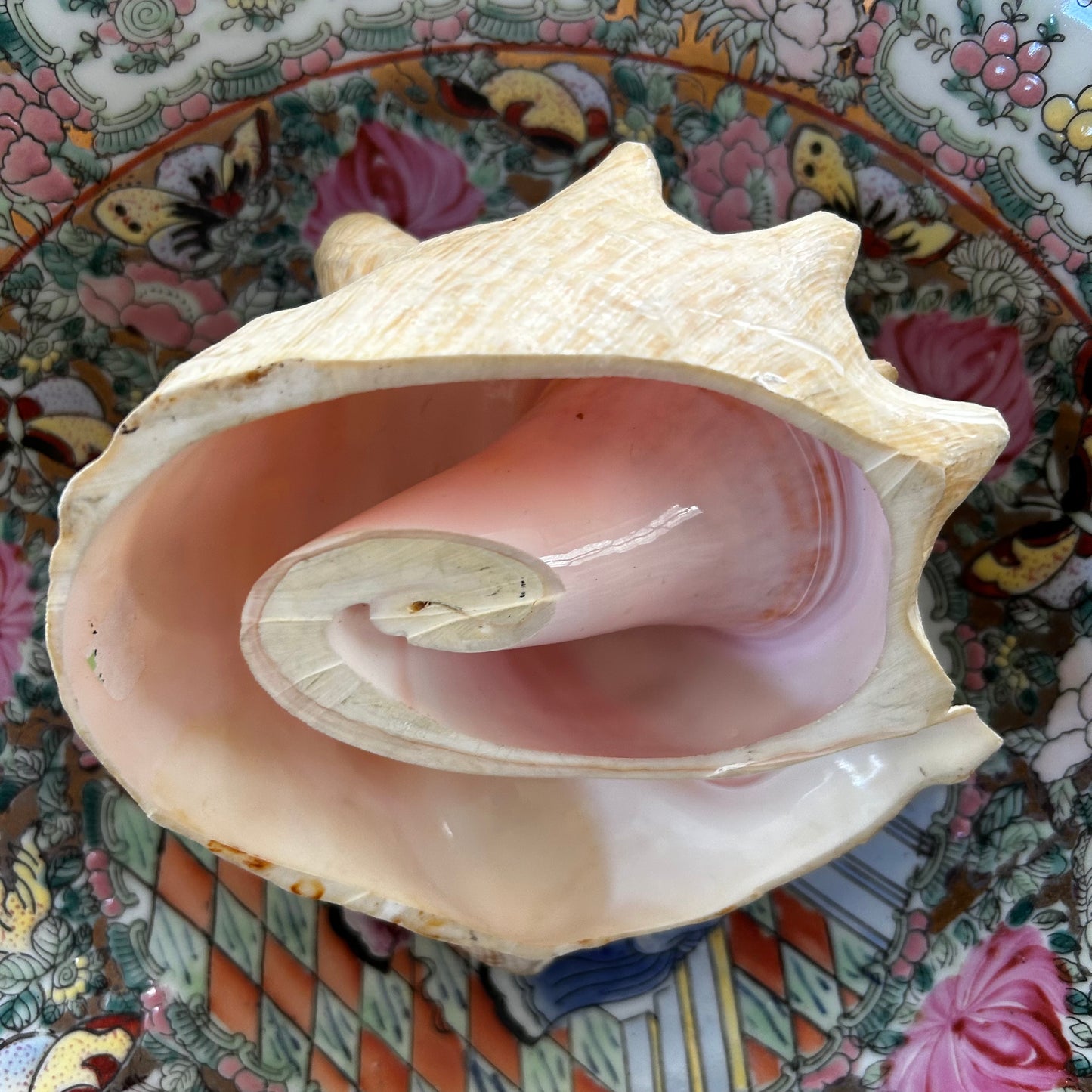 gorgeous coastal chic real sea  conch shell decor