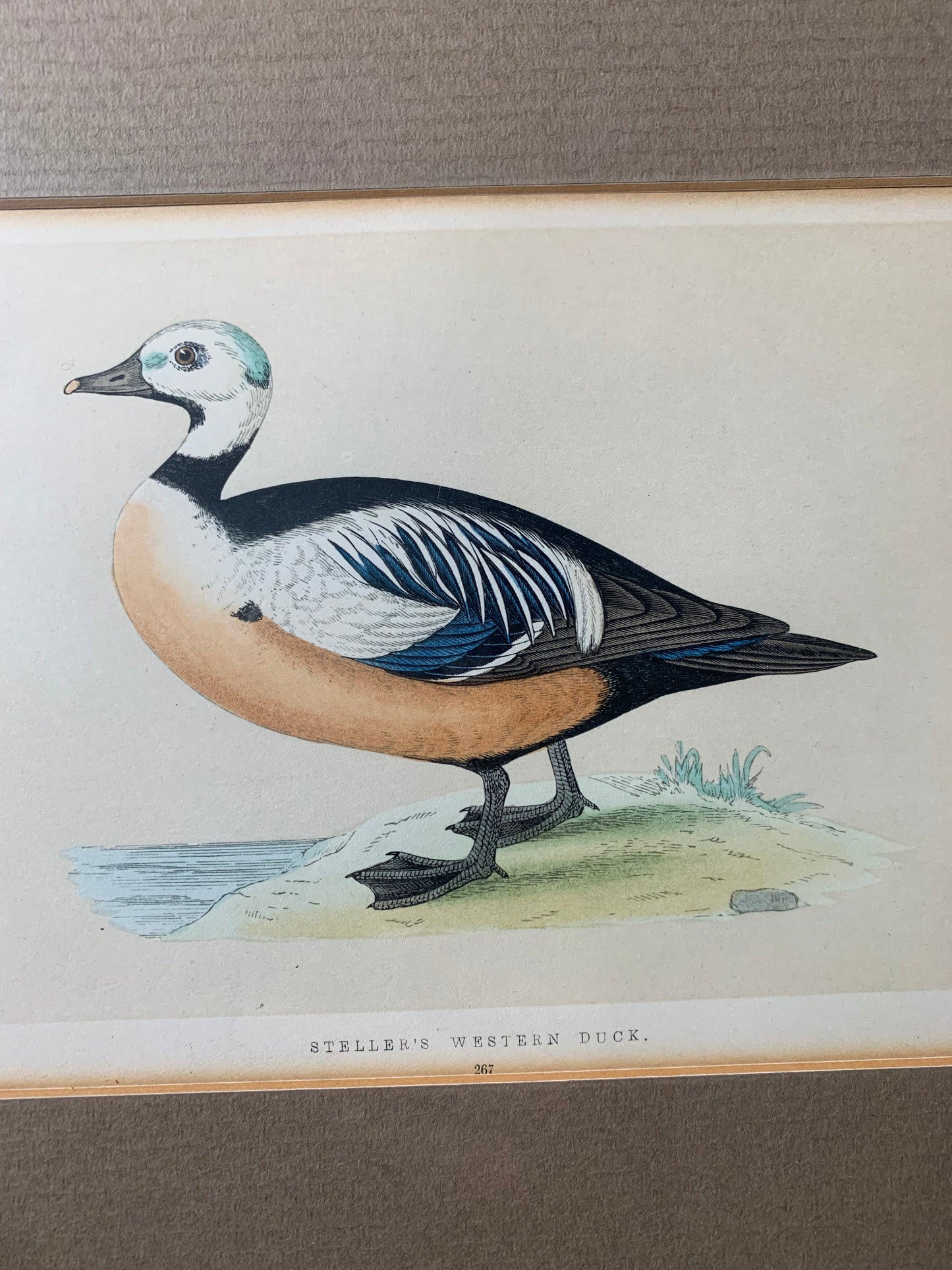 Set (4) Framed Fowl Prints