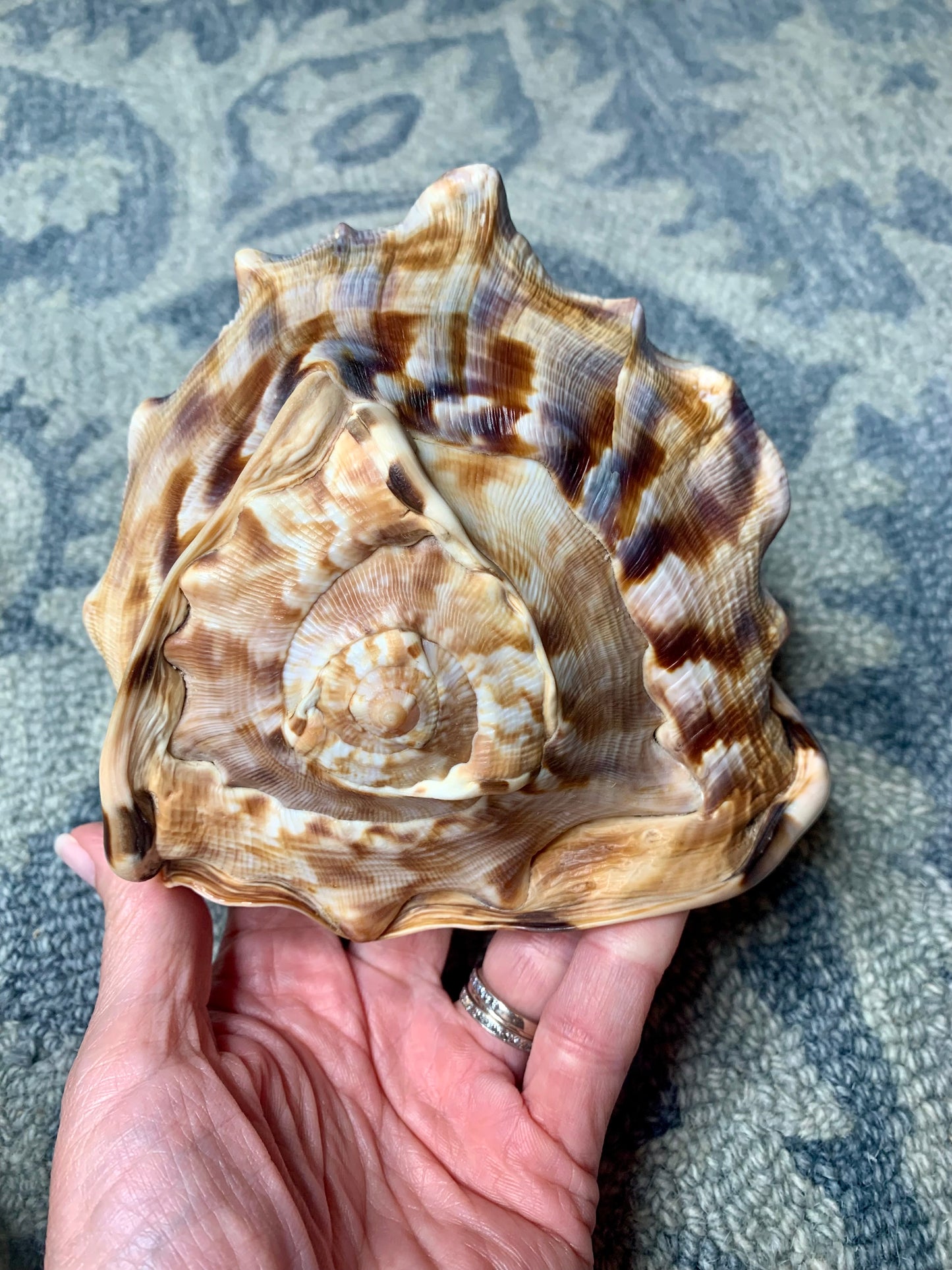 Large Horned Conch Shell