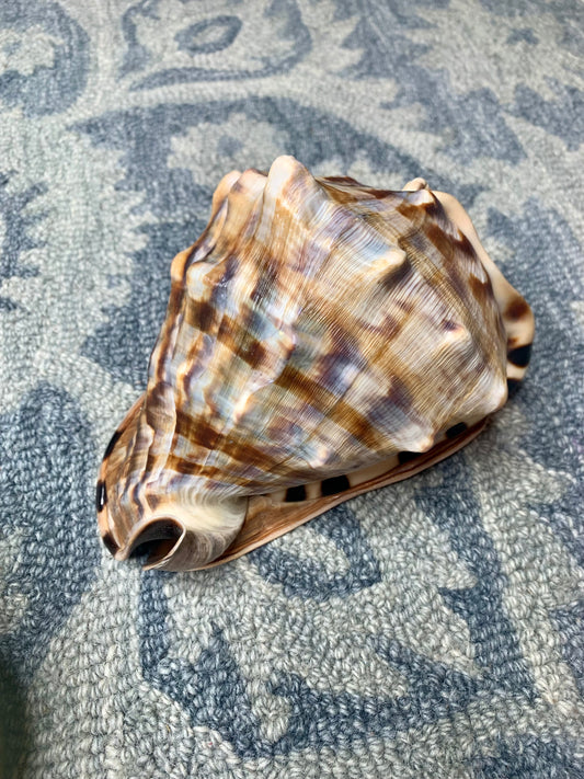 Large Horned Conch Shell