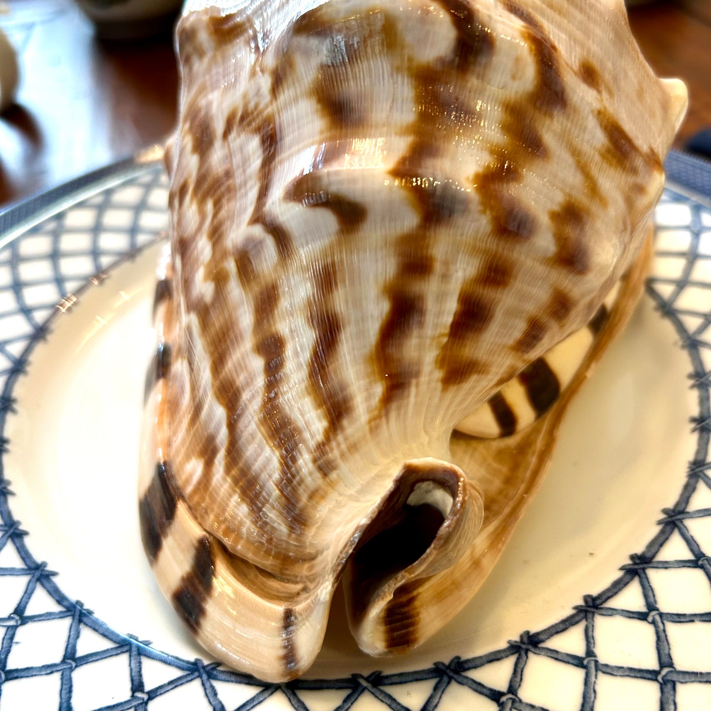 Huge horned conch coastal chic real sea shell decor.