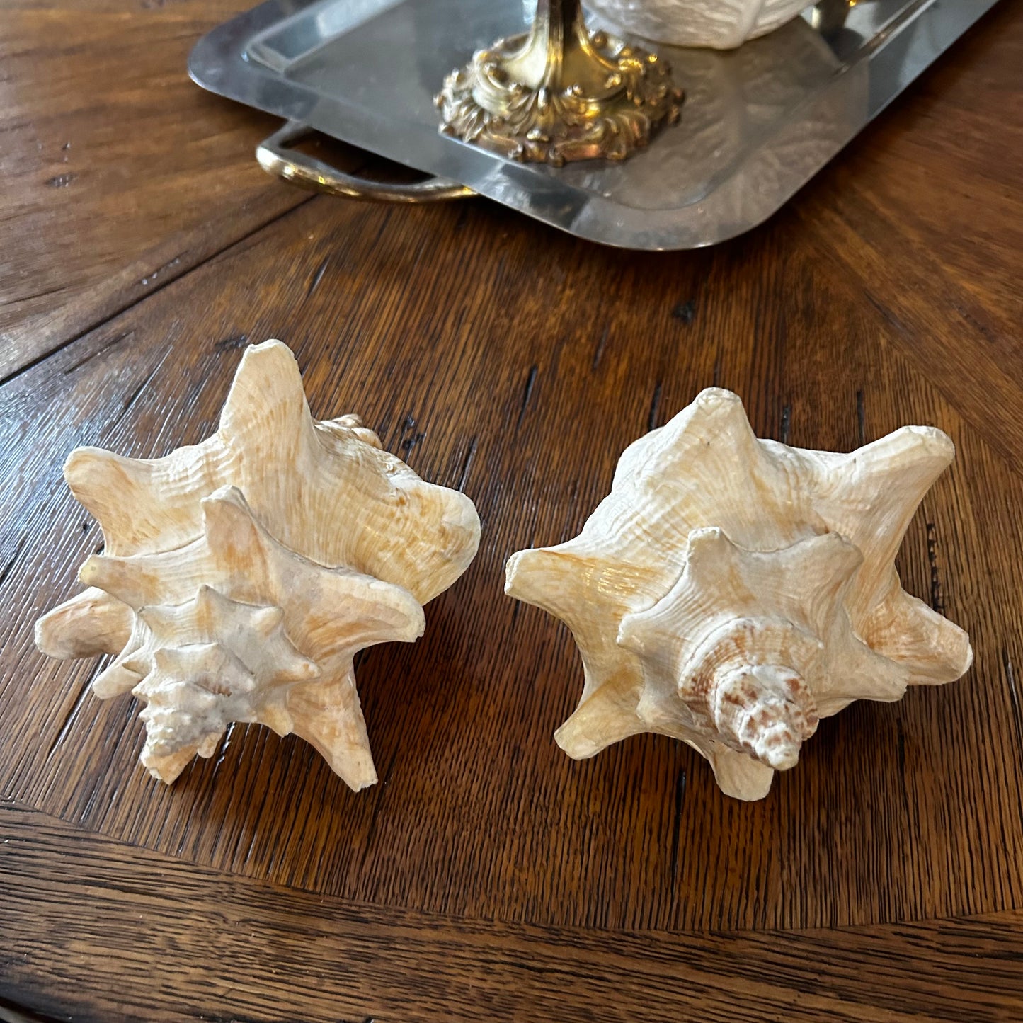 gorgeous coastal chic real sea shell conch decor. 2 Available