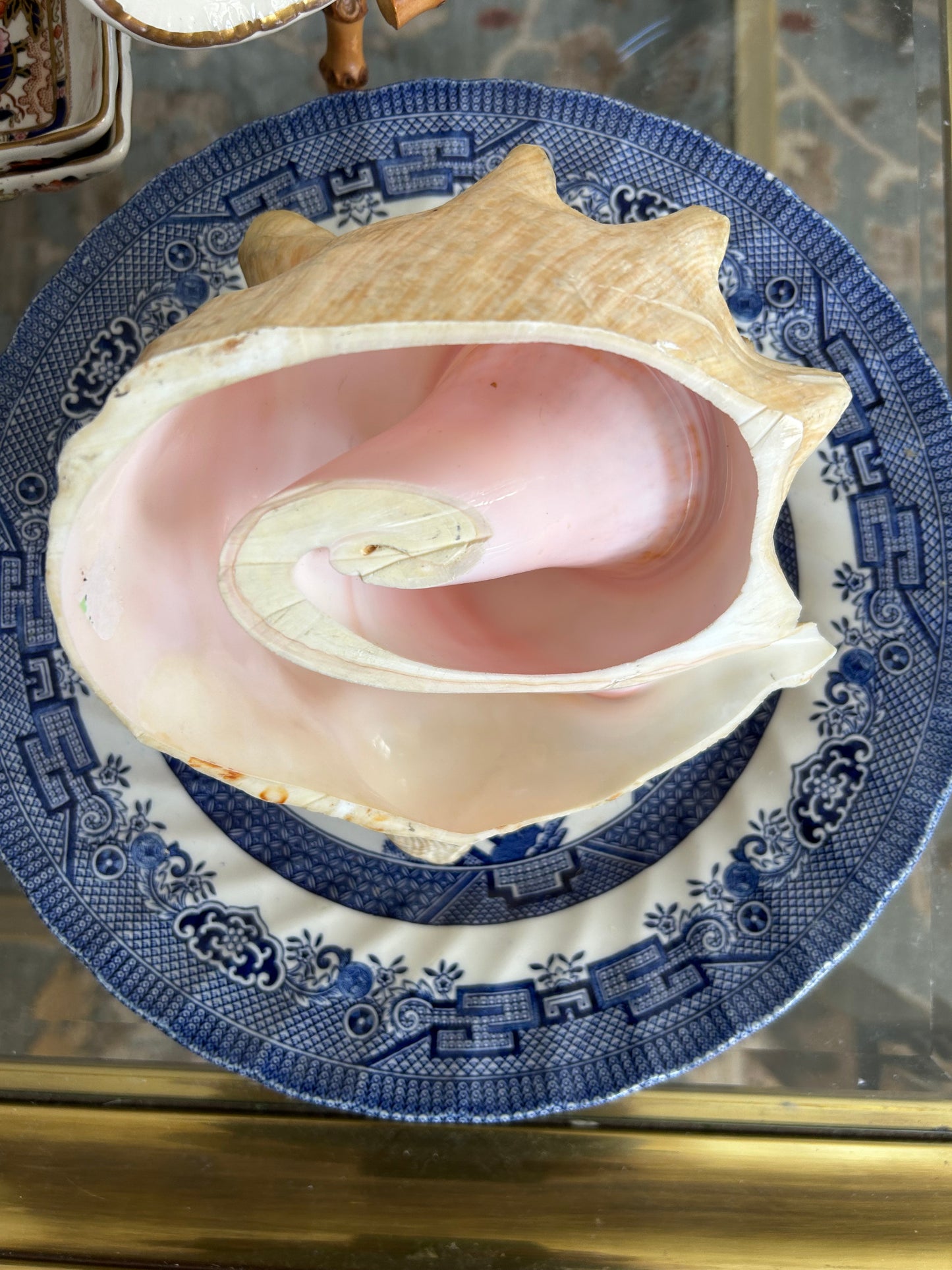 gorgeous coastal chic real sea  conch shell decor