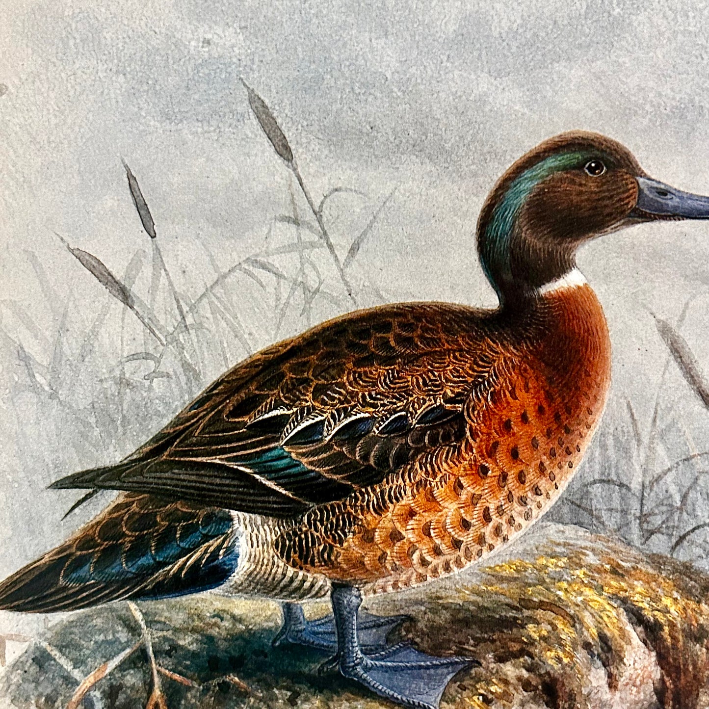 Handsome Pair of mallard ducks color lithography wall art  18 x 15