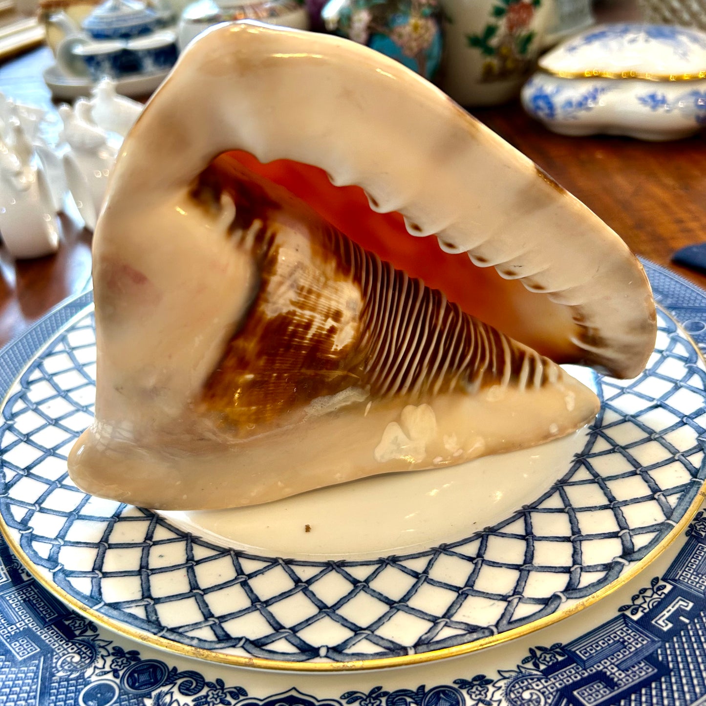 Huge horned conch coastal chic real sea shell decor.